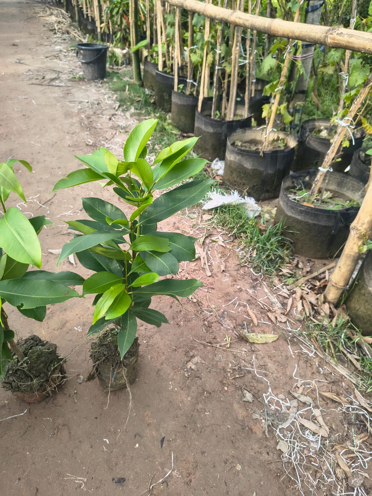 কেজি-১০ জামের চারা কম্বো