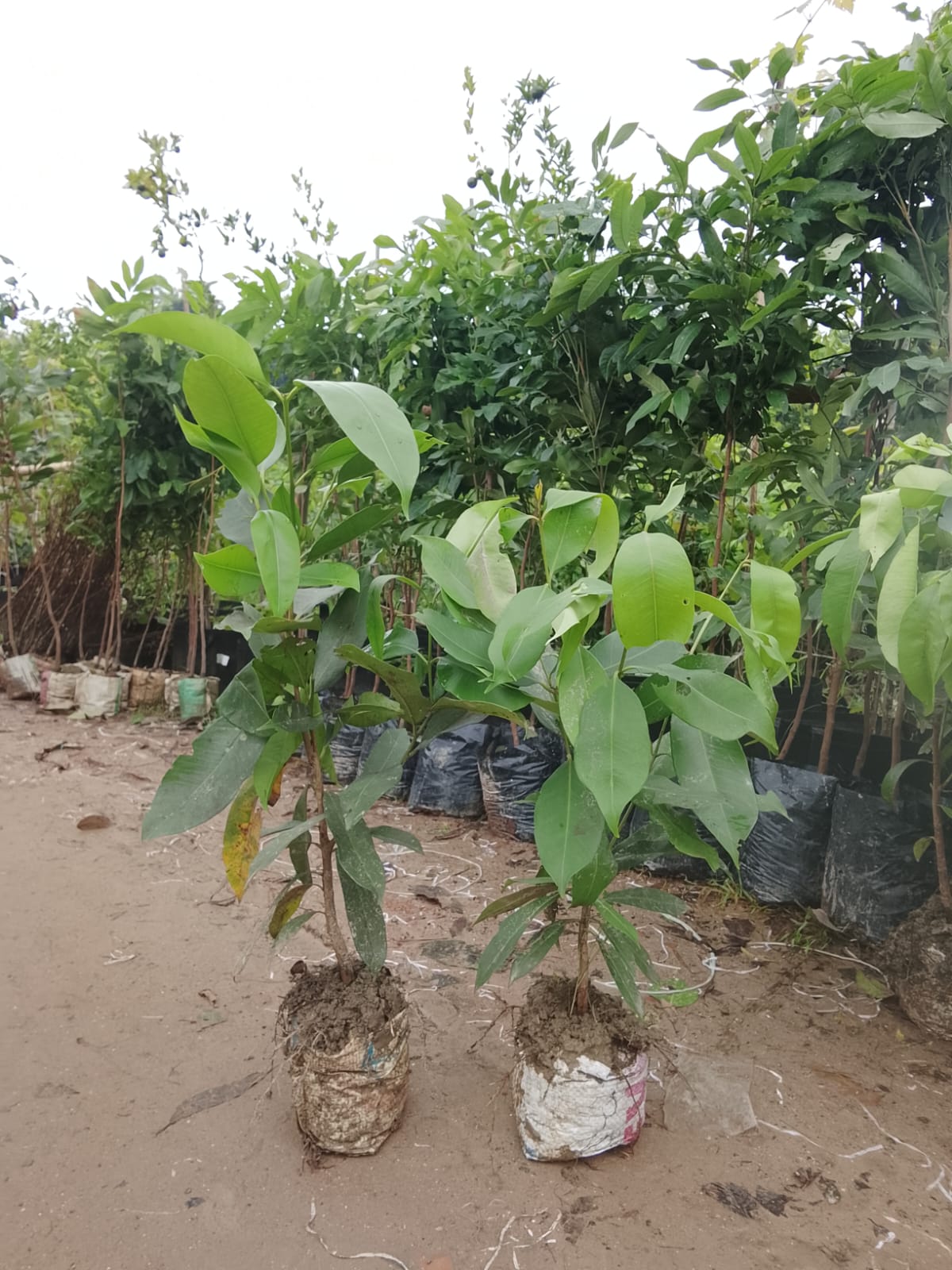 কেজি-১০ জামের চারা