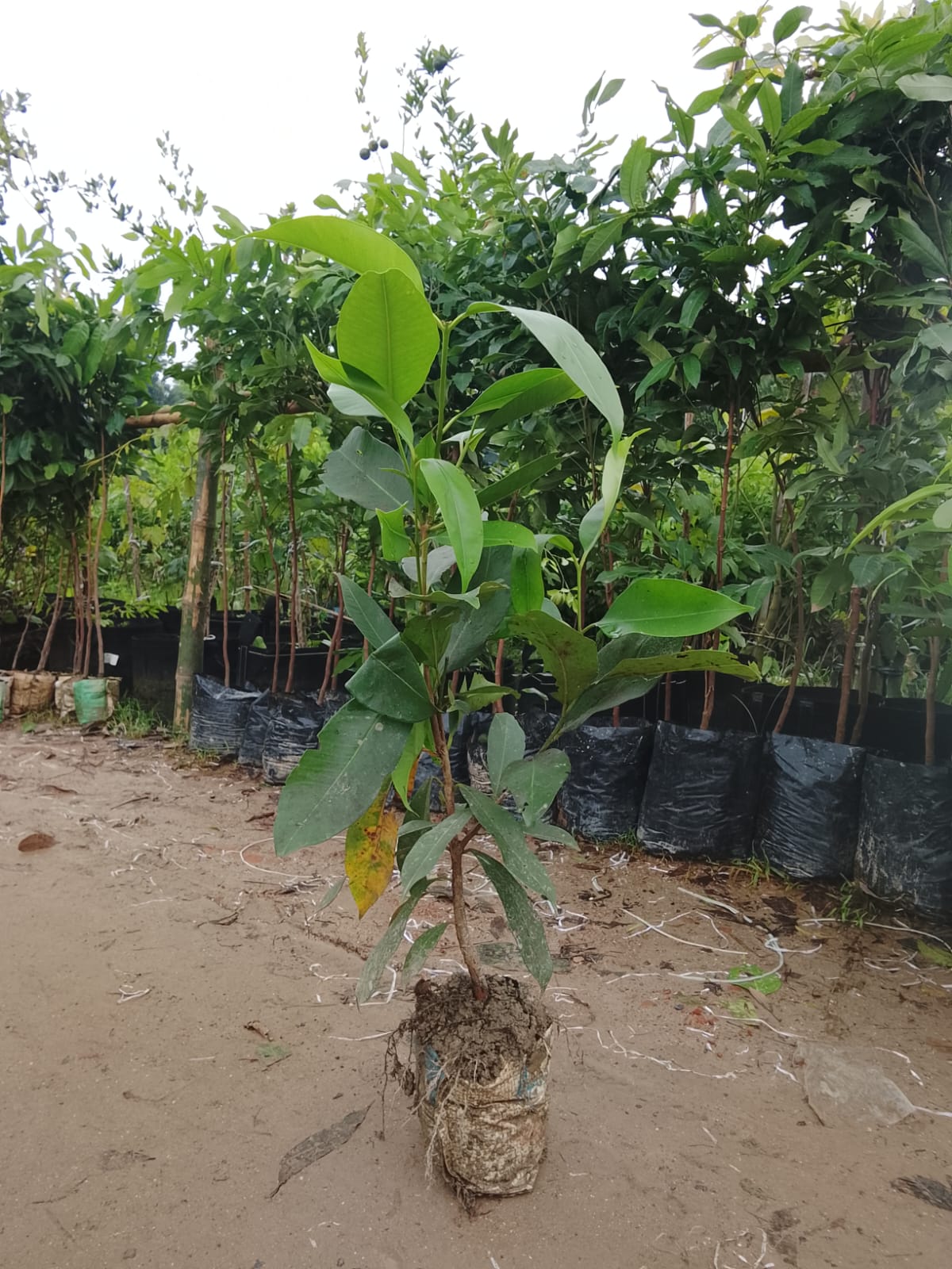 জাম গাছে ফল